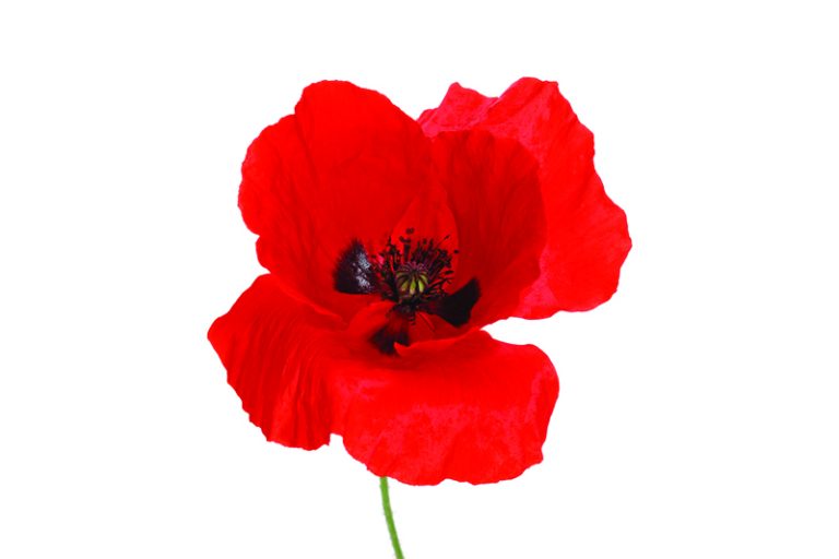 poppy